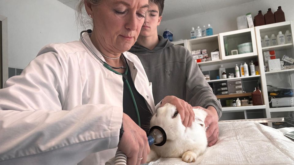 Tierarztkosten: Dr. Kirsten Tönnies bei der Kastrierung eines Rammlers