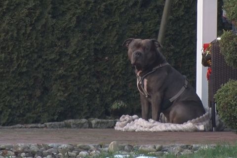Der Bruder des toten Halters des Hundes Sam, der neben dem leblosen Mann sitzend entdeckt wurde, klagt darauf, das Tier vom Land