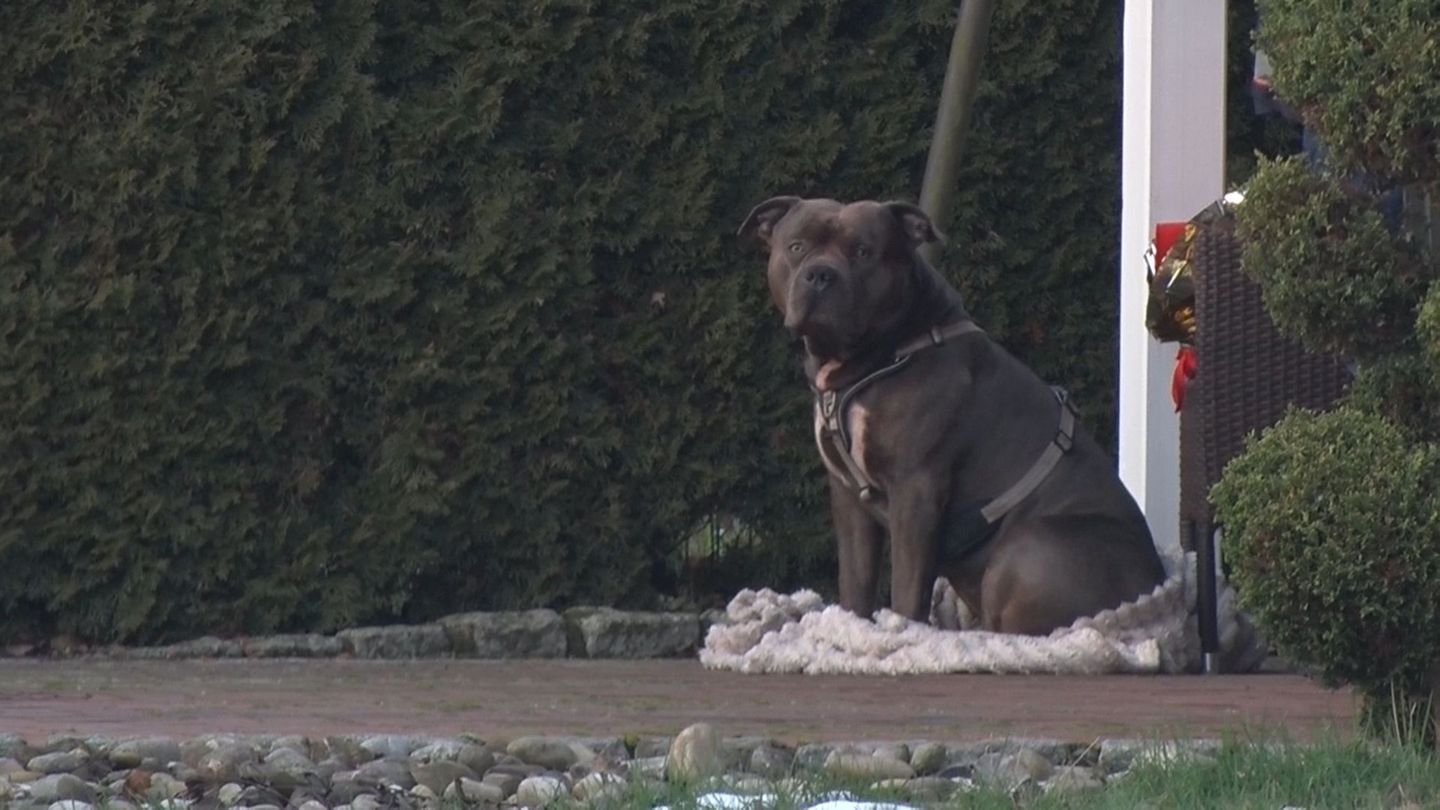 Der Bruder des toten Halters des Hundes Sam, der neben dem leblosen Mann sitzend entdeckt wurde, klagt darauf, das Tier vom Land