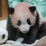 Bogor, Indonesien. Hurra, jetzt klappt es auch in dem Südost-asiatischen Inselstaat. Ein Panda wurde geboren. Die Eltern von Rio, dem 170 Tage alten Panda-Jungen, waren 2017 aus China importiert worden.