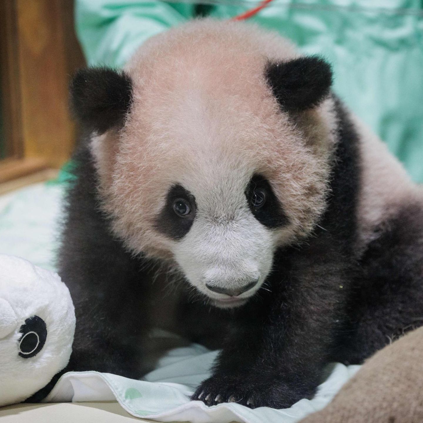 Bogor, Indonesien. Hurra, jetzt klappt es auch in dem Südost-asiatischen Inselstaat. Ein Panda wurde geboren. Die Eltern von Rio, dem 170 Tage alten Panda-Jungen, waren 2017 aus China importiert worden.