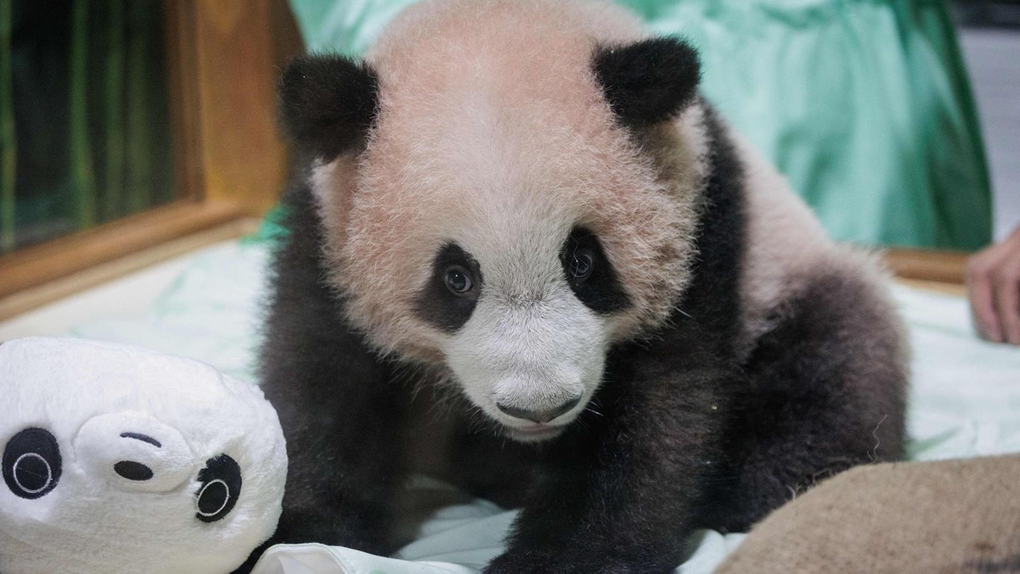 Bogor, Indonesien. Hurra, jetzt klappt es auch in dem Südost-asiatischen Inselstaat. Ein Panda wurde geboren. Die Eltern von Rio, dem 170 Tage alten Panda-Jungen, waren 2017 aus China importiert worden.