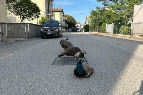 Pfauen in Italien