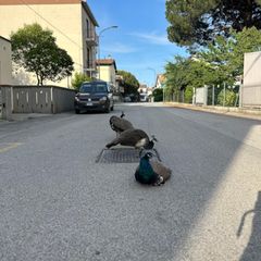 Pfauen in Italien