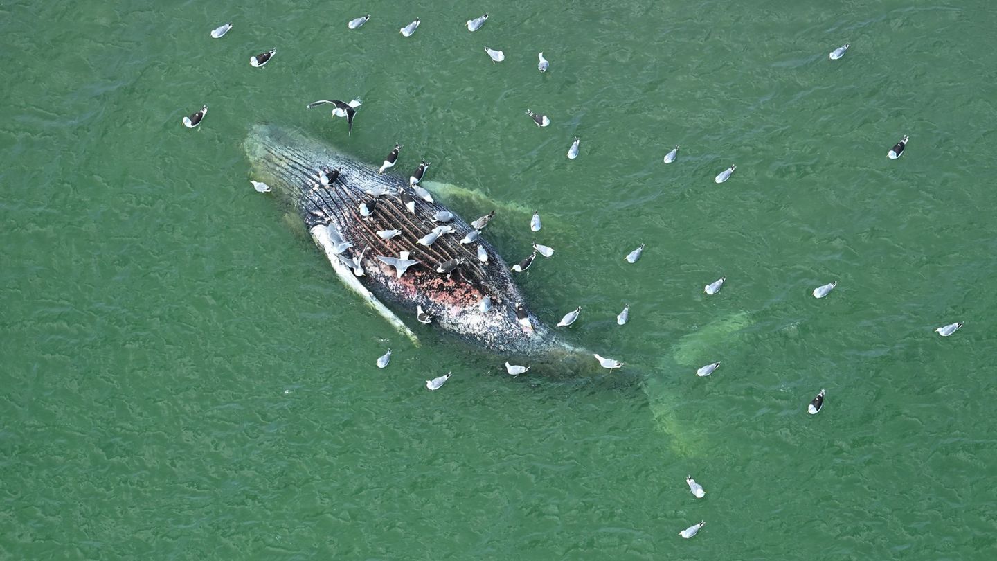 Ein Toter Wal wurde vor der dänischen Insel Anholt entdeckt. Foto: Jonas Walzberg/dpa