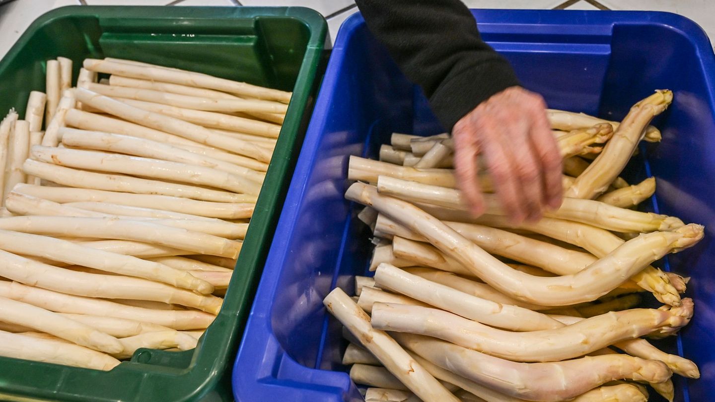 Derzeit bekommen Verbraucher Spargel so günstig wie sonst nicht in der Saison. (Archivbild) Foto: Jens Kalaene/dpa