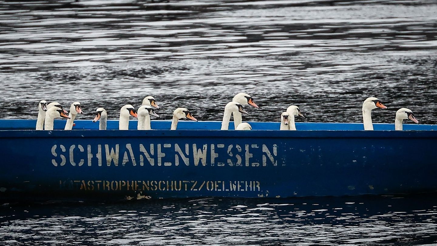 Das Schwanenwesen kümmert sich um Schwäne. So weit, so klar. Doch da ist noch viel mehr. (Archivbild) Foto: Christian Charisius/