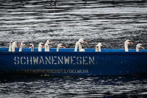 Das Schwanenwesen kümmert sich um Schwäne. So weit, so klar. Doch da ist noch viel mehr. (Archivbild) Foto: Christian Charisius/