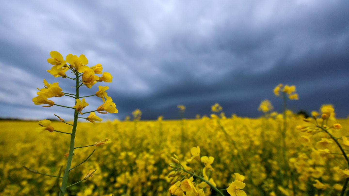 Das Wetter bleibt erstmal wechselhaft. (Archivbild) Foto: Thomas Warnack/dpa