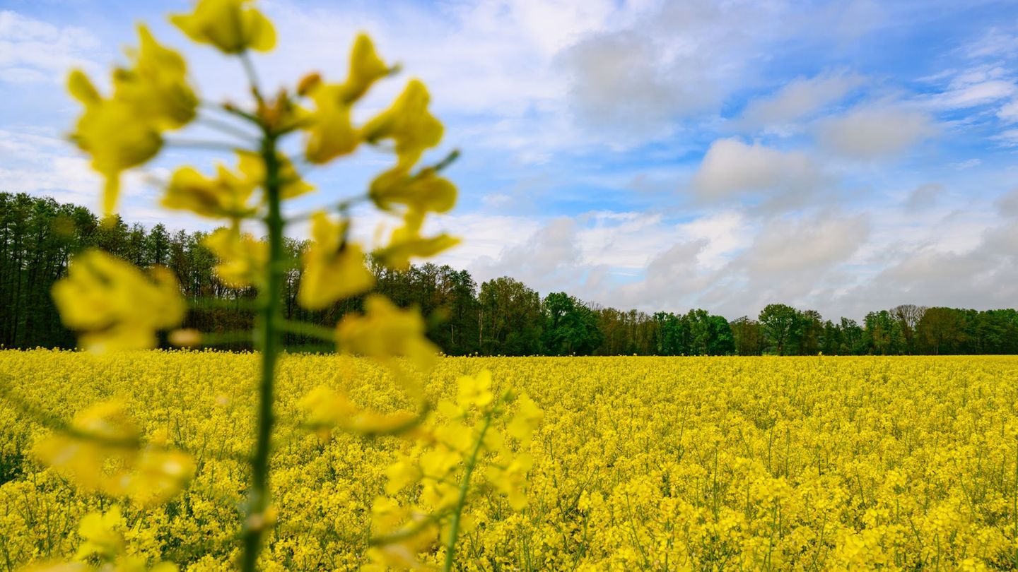 Das Wetter am Wochenende wird von Sonne und Wolken bestimmt. Es bleibt weitgehend trocken. (Archivbild) Foto: Patrick Pleul/dpa/