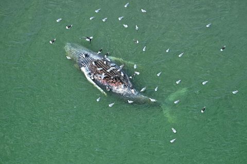 Der tote Wal vor der dänischen Insel Anholt. Ob es sich um Buckelwal „Timmy“ handelt, ist bislang unklar