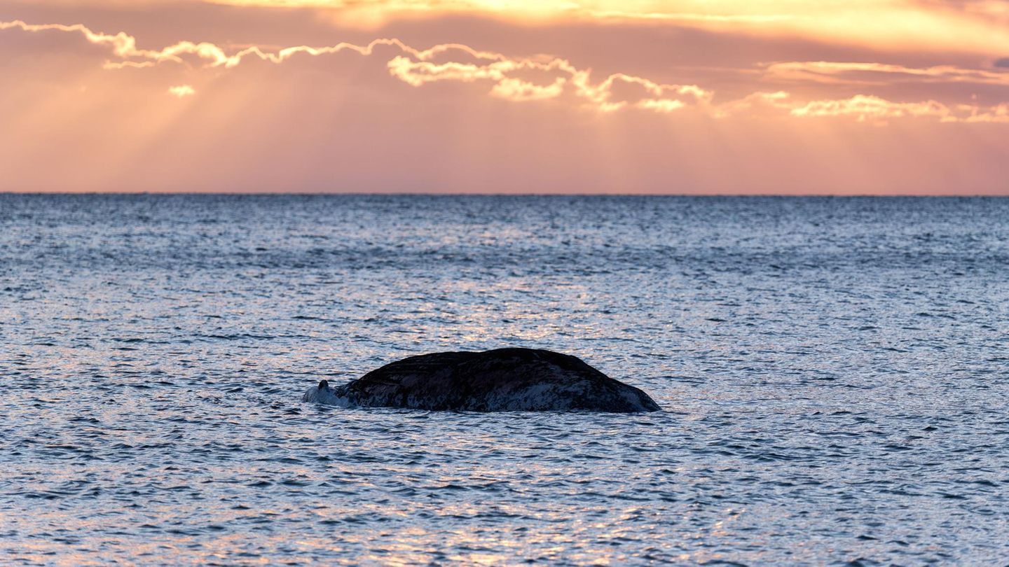 Ein toter Wal im Meer, im Hintergrund der Sonnenuntergang