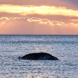 Ein toter Wal im Meer, im Hintergrund der Sonnenuntergang