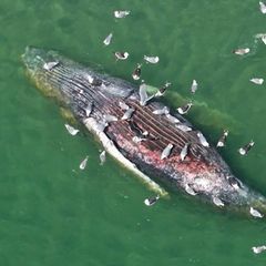 Toter Buckelwal vor dänischer Ostseeküste gibt Rätsel auf