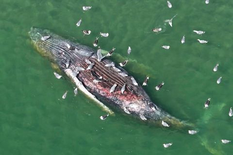 Toter Buckelwal vor dänischer Ostseeküste gibt Rätsel auf