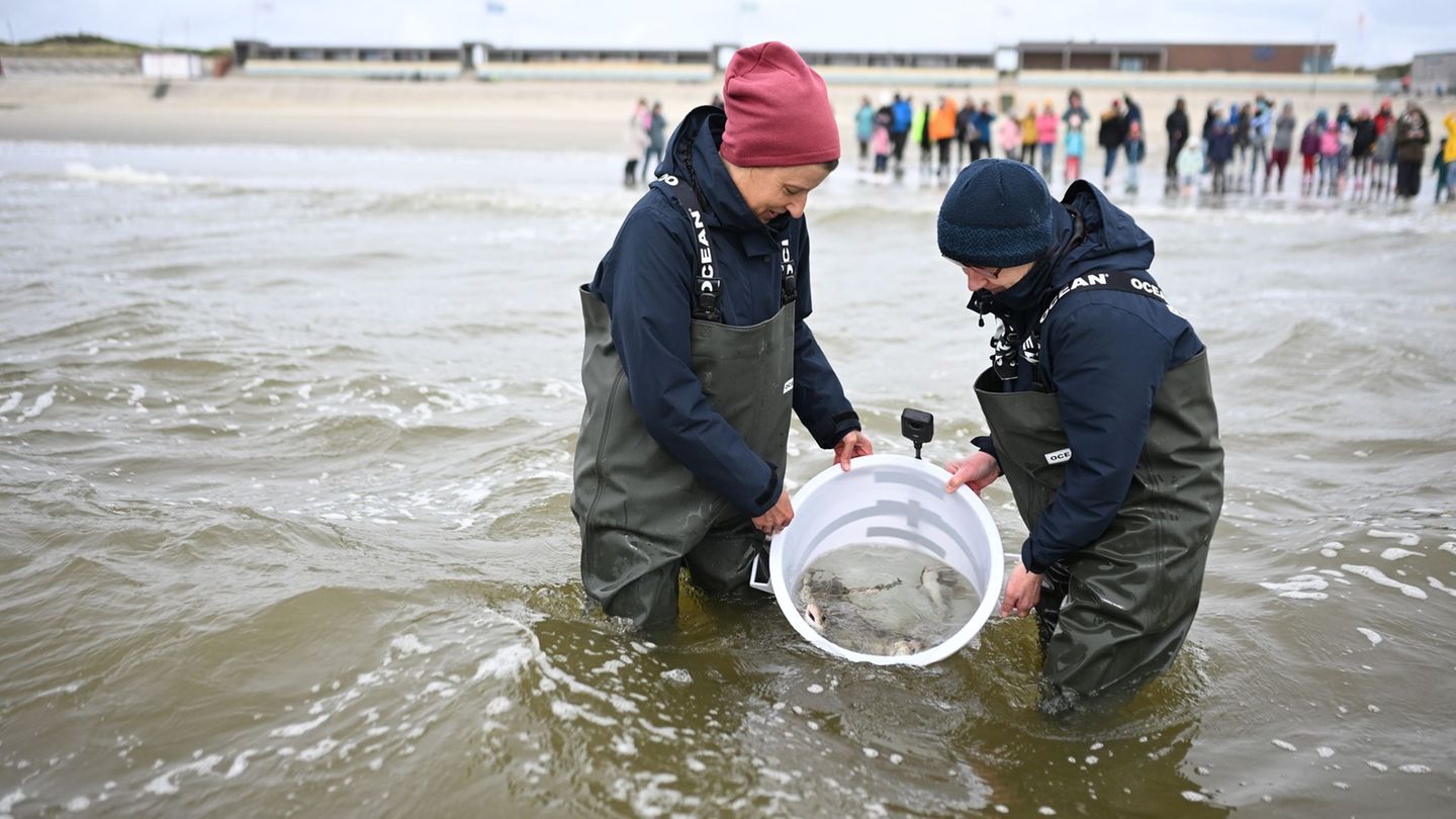 Mitarbeiter des Nordsee-Aquariums entlassen die kleinen Katzenhaie in die Nordsee. Foto: Lars Penning/dpa
