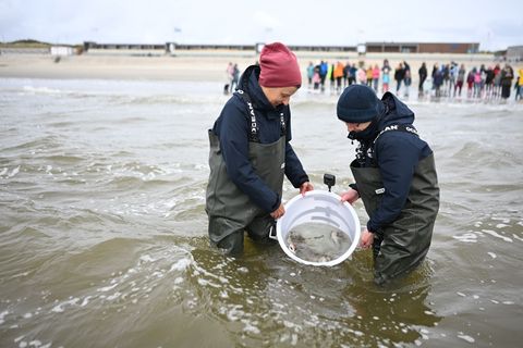Mitarbeiter des Nordsee-Aquariums entlassen die kleinen Katzenhaie in die Nordsee. Foto: Lars Penning/dpa