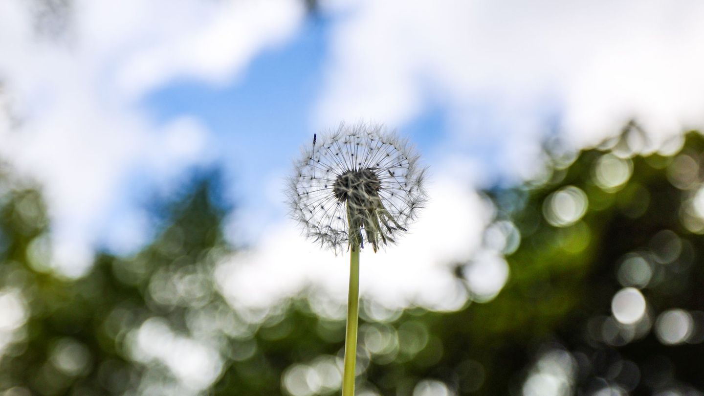 Eine Pusteblume wächst an einem Wald. Das Wetter bietet die nächsten Tage einen Mix aus Sonne, Wolken, Regen und Wind. Foto: Chr