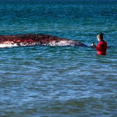 Tierärztin Anne Herrschaft begutachtet den toten Wal, der vor der dänischen Insel Anholt liegt