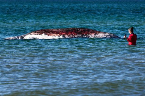 Tierärztin Anne Herrschaft begutachtet den toten Wal, der vor der dänischen Insel Anholt liegt