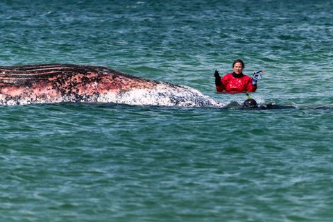 Jetzt herrscht Gewissheit, dass alle Rettungsbemühungen für den Wal vergebens waren. Foto: Marcus Golejewski/dpa