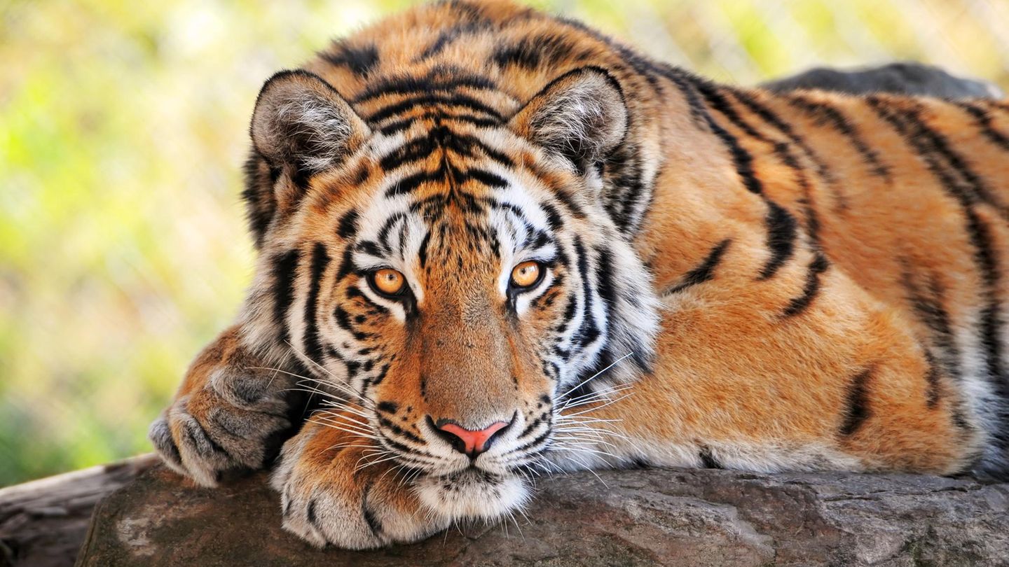 Bei Leipzig ist ein Tiger aus einer privaten Anlage entkommen (Symbolbild)