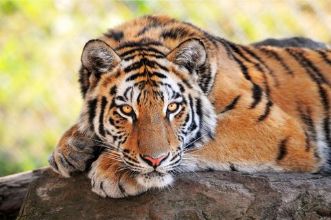 Bei Leipzig ist ein Tiger aus einer privaten Anlage entkommen (Symbolbild)