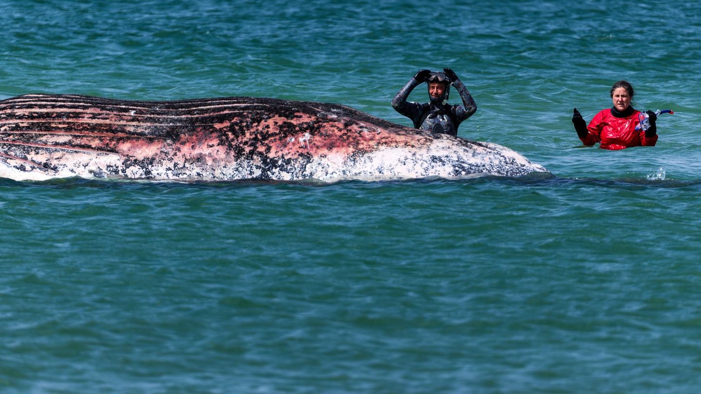 Nachdem feststeht, dass der mehrfach gestrandete Buckelwal tot ist, wird Kritik laut. Foto: Marcus Golejewski/dpa