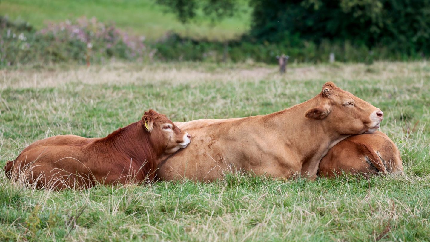 Drei Rinder sind am Morgen ausgebüxt. (Symbolbild) Foto: Thomas Banneyer/dpa