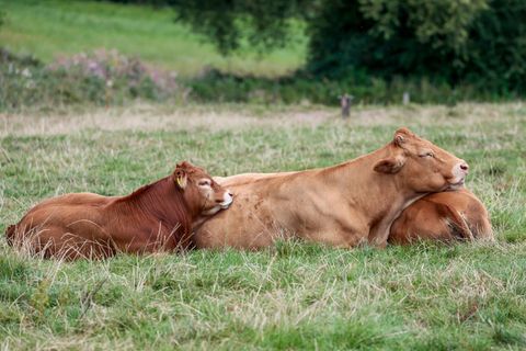 Drei Rinder sind am Morgen ausgebüxt. (Symbolbild) Foto: Thomas Banneyer/dpa