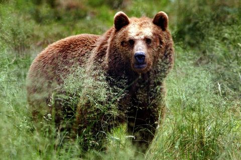 Rund ein Dutzend Braunbären leben im Witoscha-Gebirge in Bulgarien (Archivbild)