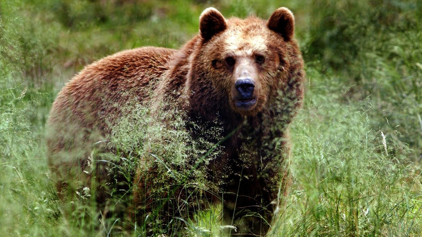 Witoscha-Gebirge: Bärin tötet Mann in Bulgarien in der Nähe der Hauptstadt
