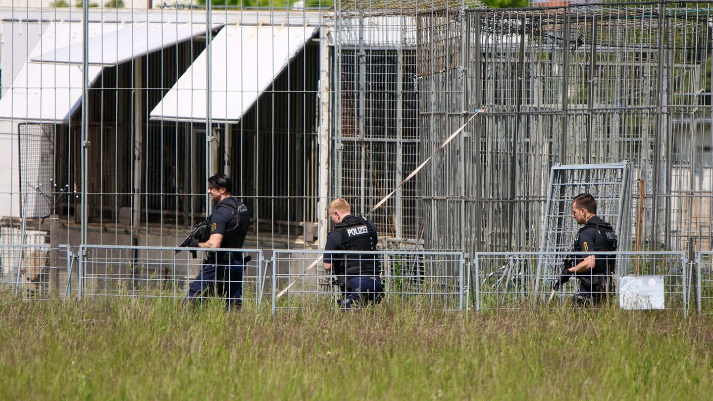 Private Haltung mit Risiko: Peta fordert nach Tiger-Ausbruch Konsequenzen