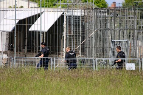 Der Tiger war aus einer privaten Haltung entkommen. Foto: Björn Stach/EHL Media/dpa