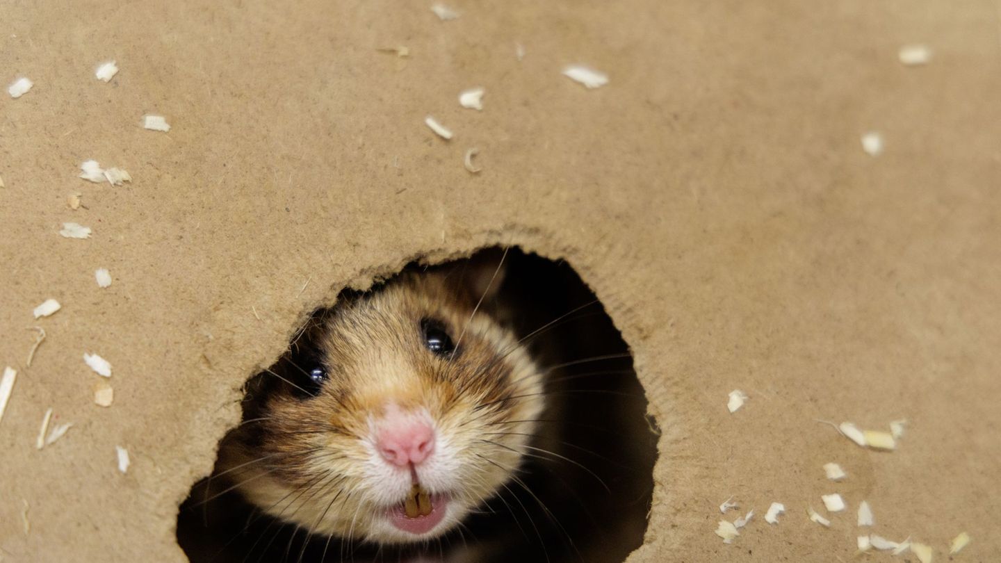 Bedrohte Tierart: Nur noch wenige Feldhamster-Vorkommen in Thüringen