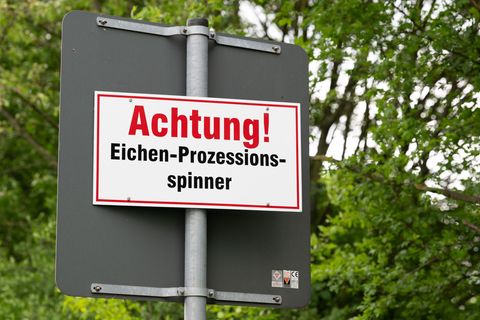 In Mecklenburg-Vorpommern wird der Eichenprozessionsspinner in Alleen wieder aus der Luft bekämpft. (Archivbild) Foto: Sebastian