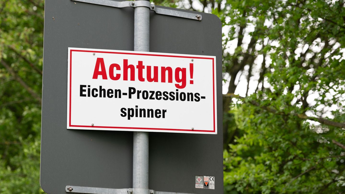 Eichenprozessionsspinner: Gesundheitsgefahr in Eichen - Insektizid aus Hubschrauber