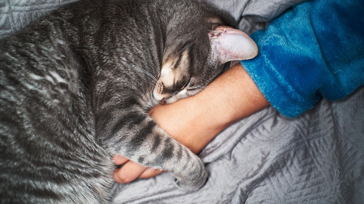 Eine Katze kuschelt sich an einen Menschenarm
