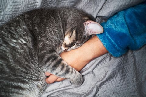 Eine Katze kuschelt sich an einen Menschenarm