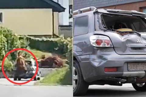 Entlaufener Bulle greift Auto an