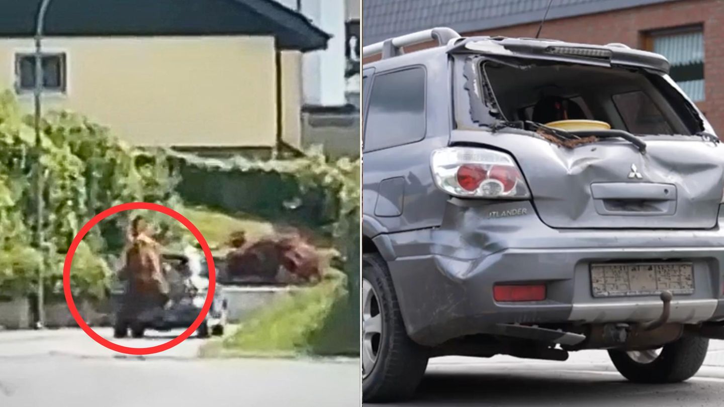 Kurioser Einsatz in Hessen: Entlaufener Bulle greift Auto an – Polizei muss Tier jagen