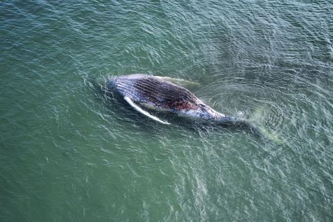 Ein toter Wal liegt vor der dänischen Insel Anholt. Es handelt sich um den als Timmy bekannten Buckelwal