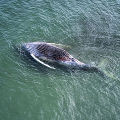 Ein toter Wal liegt vor der dänischen Insel Anholt. Es handelt sich um den als Timmy bekannten Buckelwal