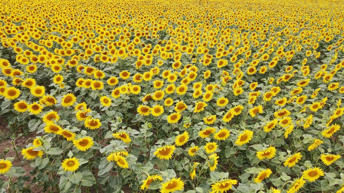 Sonnenblumen kommen mit Trockenheit relativ gut zurecht. (Symbolbild) Foto: Bodo Schackow/dpa