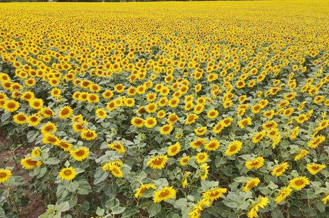 Sonnenblumen kommen mit Trockenheit relativ gut zurecht. (Symbolbild) Foto: Bodo Schackow/dpa