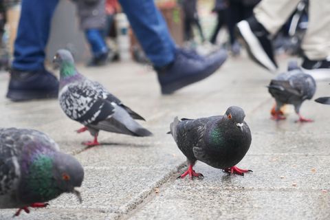 Ob Tauben, Krähen, Amseln oder Elstern – Frauen wirken auf Vögel offenbar bedrohlicher.