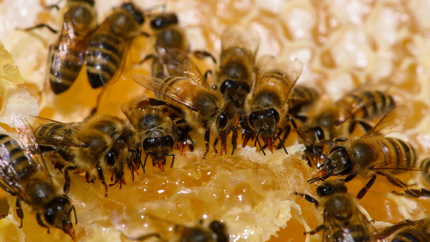 Ein Großteil des Honigs in Sachsen-Anhalt kommt nicht von heimischen Bienen. (Symbolbild) Foto: Klaus-Dietmar Gabbert/dpa