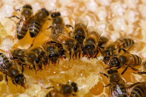 Ein Großteil des Honigs in Sachsen-Anhalt kommt nicht von heimischen Bienen. (Symbolbild) Foto: Klaus-Dietmar Gabbert/dpa