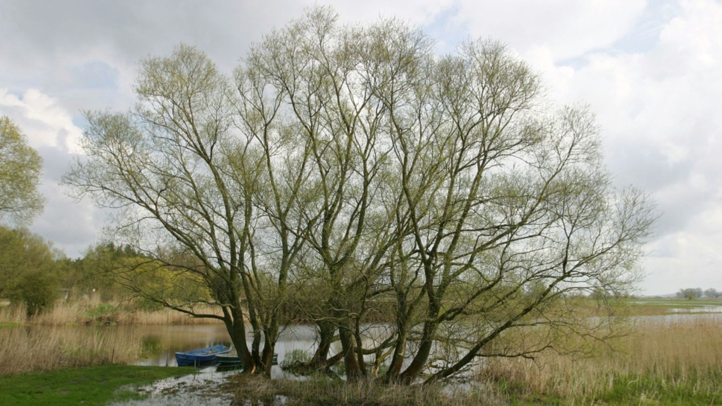 Havel-Aue bei Garz in Brandenburg