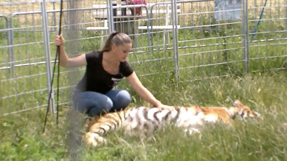 Tiger in Gehege